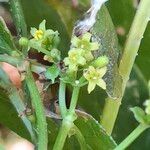 Rubia tinctorum Flower