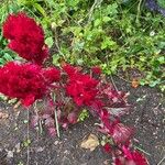 Celosia argentea Flower