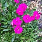 Dianthus chinensis Flors