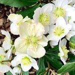 Helleborus niger Alkat (teljes növény)