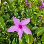 Cryptostegia madagascariensisFleur