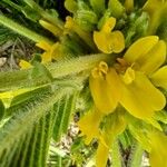 Astragalus exscapus Flor