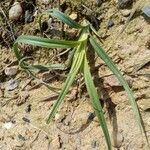 Cyperus rotundus Leaf