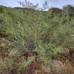 Ceanothus leucodermis Hábito