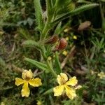 Goodenia heterophylla