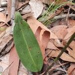 Cryptostylis erecta Folha