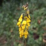 Cytisus nigricans Flower