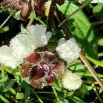 Prunella laciniata 花