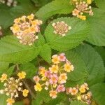 Lantana camaraKvět