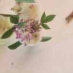 Trifolium tomentosum Blodyn