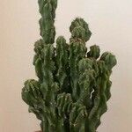 Cereus hildmannianus Folha