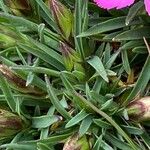 Dianthus pavonius Feuille