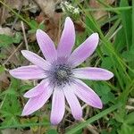 Anemone hortensis Цветок