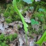 Asplenium scolopendrium Лист