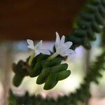 Angraecum distichum Blüte