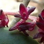 Bulbophyllum pumilum Flor