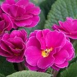 Primula × polyantha Blomst