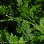 Carex strigosa Цвят