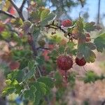 Ribes roezlii Fruit