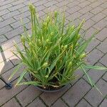 Camassia leichtlinii Hoja