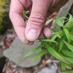 Epilobium coloratum Flower