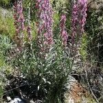 Echium albicans ফুল