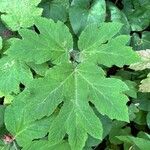 Heracleum maximum Leaf