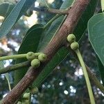 Ficus salicifolia Fruit