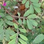 Tephrosia purpurea Листок