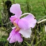 Papilionanthe teres Çiçek