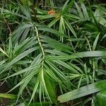 Freycinetia cumingiana Leaf