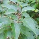 Aristotelia chilensis Fuelha