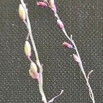 Panicum coloratum Blomst