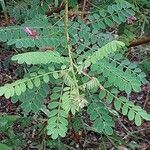 Indigofera heterantha Leaf