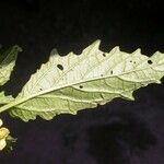 Physalis philadelphica Hostoa
