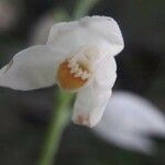 Cephalanthera longifolia Квітка