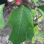 Euphorbia pulcherrima Лист