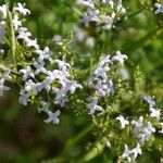 Stenaria nigricans Flower