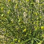 Euphorbia terracina Fruit