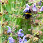 Salvia candelabrum Flor