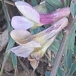 Vicia pannonica Flor