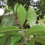 Miconia trinervia Leaf