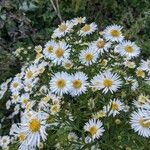 Symphyotrichum lanceolatum Alkat (teljes növény)