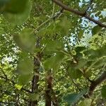 Pyrus bourgaeana Leaf