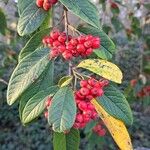 Cotoneaster frigidus Frucht