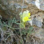 Linaria supina Hábito