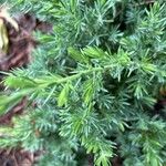 Juniperus rigida Leaf