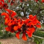 Erythrina caffra Flor