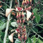 Erythrina fusca Květ