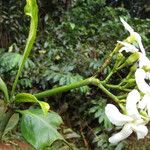 Tabernaemontana brachyantha Flower